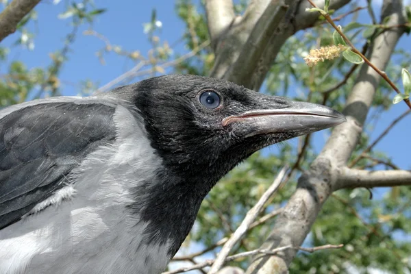 Anidación del cuervo —  Fotos de Stock