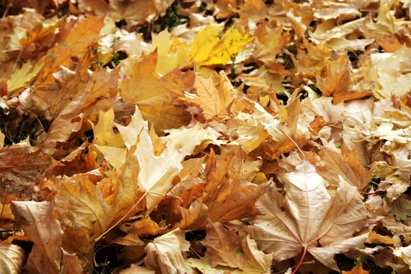 Podzimní zeleň — Stock fotografie