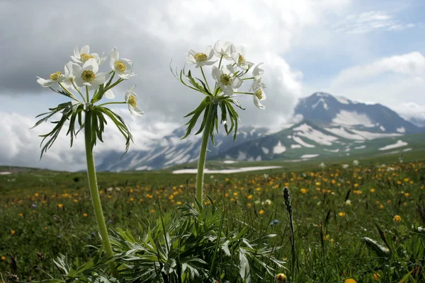 Fleurs sauvages sur fond de montagne — Photo