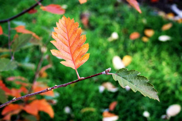 오렌지 잎narancsszín leveles — Stock Fotó