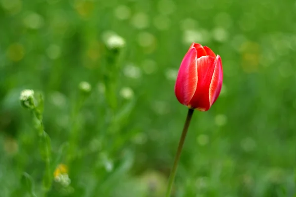 Tulipa vermelha na clareira de madeira — Fotografia de Stock