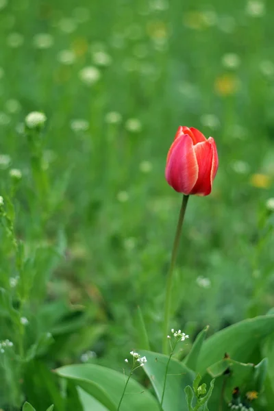 Червоний тюльпан на лісовій галявині — стокове фото