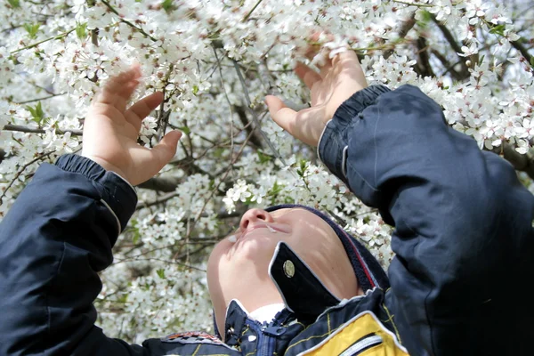 Chłopak pod drzewem kwitnienia — Zdjęcie stockowe