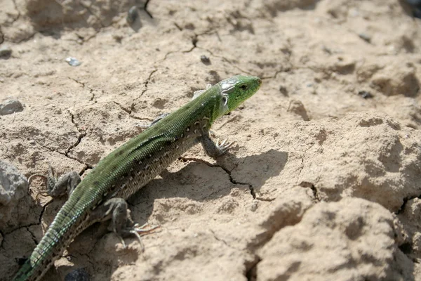 Green lizard on the chappy ground. — Stock Photo, Image