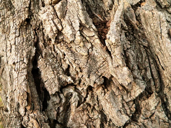 Corteza del árbol viejo — Foto de Stock