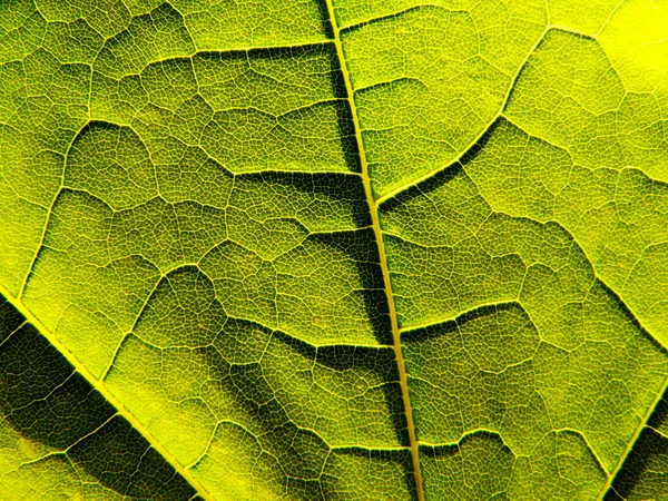 Zblízka zelený list — Stock fotografie