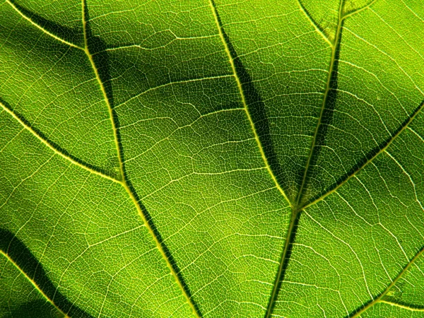 Zielony liść 6 — Zdjęcie stockowe