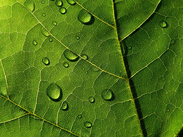 Hoja verde oscuro con gotas de lluvia — Foto de Stock