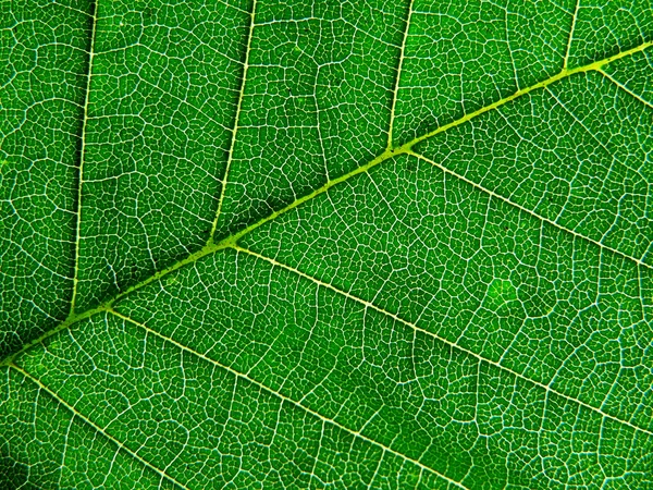Dark-green leaf — Stock Photo, Image