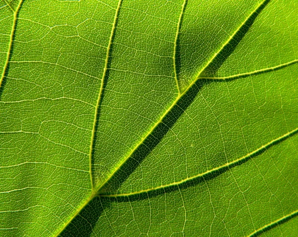 녹색 잎 3 — 스톡 사진
