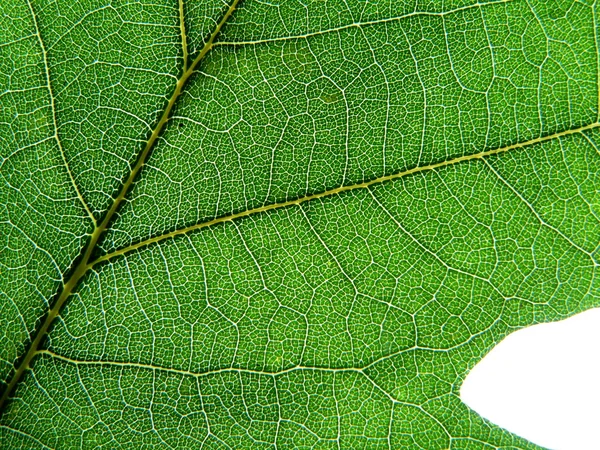 Folha de carvalhos verdes — Fotografia de Stock