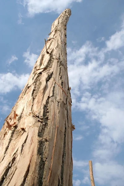 Tallo del árbol — Foto de Stock