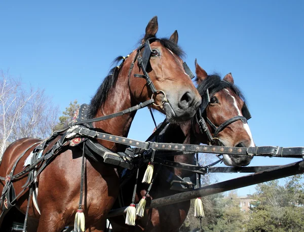 Due cavalli marroni in una squadra — Foto Stock