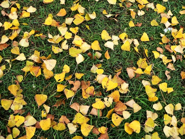Gul-grön hösten matta 2 — Stockfoto