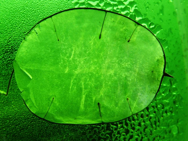 Lunik의 잎 — 스톡 사진