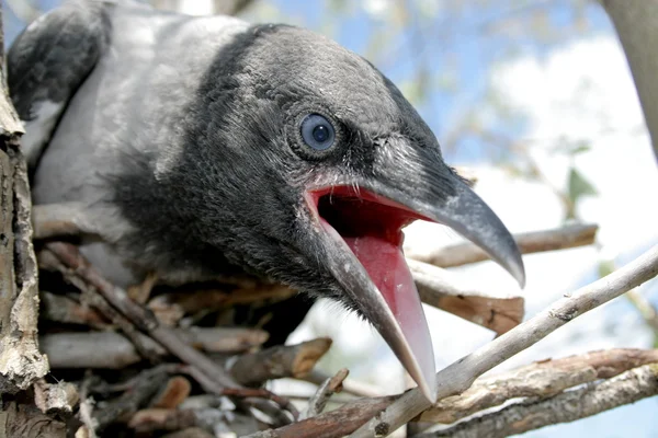 Young crow — Stock Photo, Image