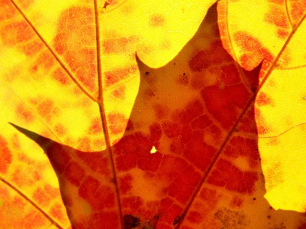Czerwony i pomarańczowy liści — Zdjęcie stockowe