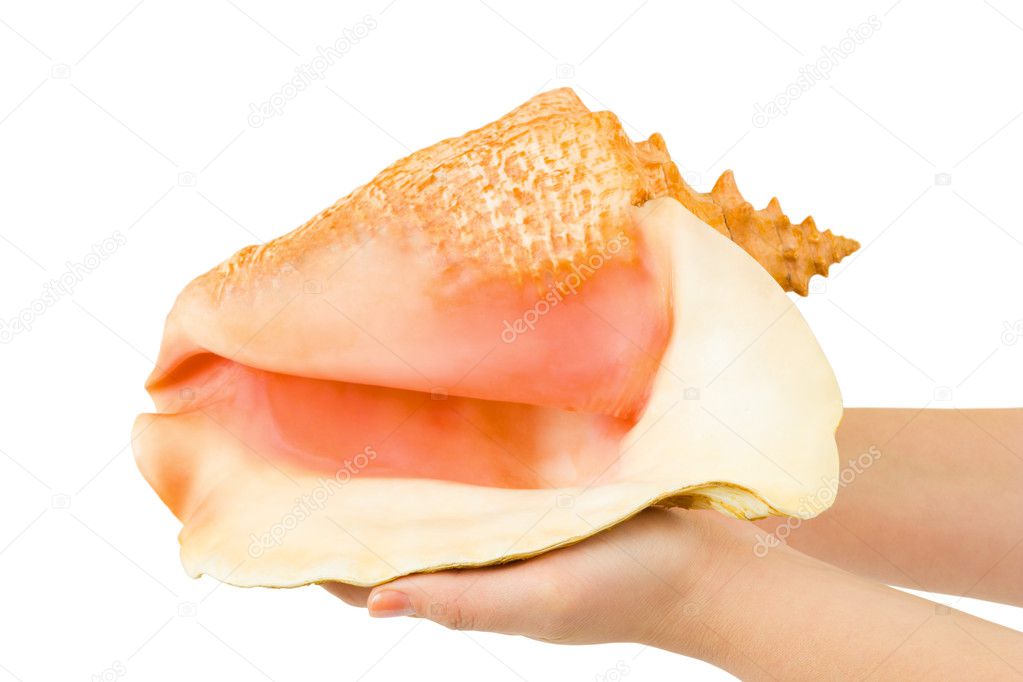 Hands and sea shell