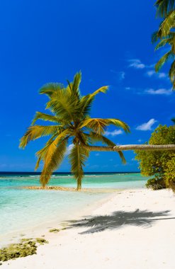 palmiye ağacı tropik sahilde bükme