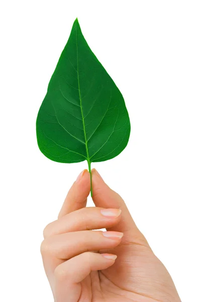 Hand and leaf — Stock Photo, Image