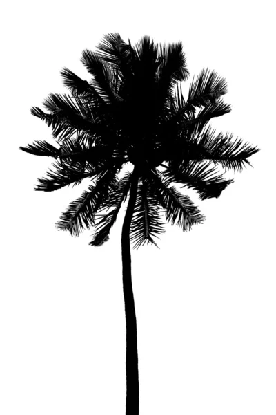 Silueta de palmier — Fotografie, imagine de stoc