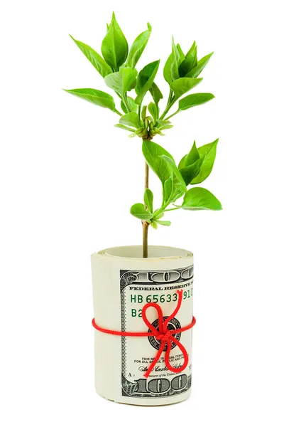 Roll of money and plant — Stock Photo, Image