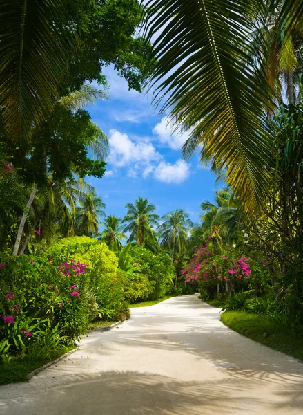 Droga w tropikalnym parku — Zdjęcie stockowe