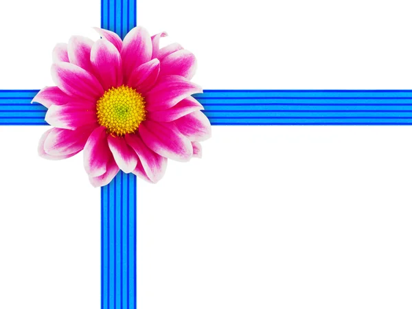 Flower and ribbon — Stock Photo, Image