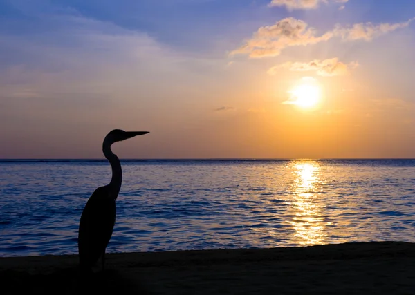 Garza en una playa tropical, puesta de sol —  Fotos de Stock