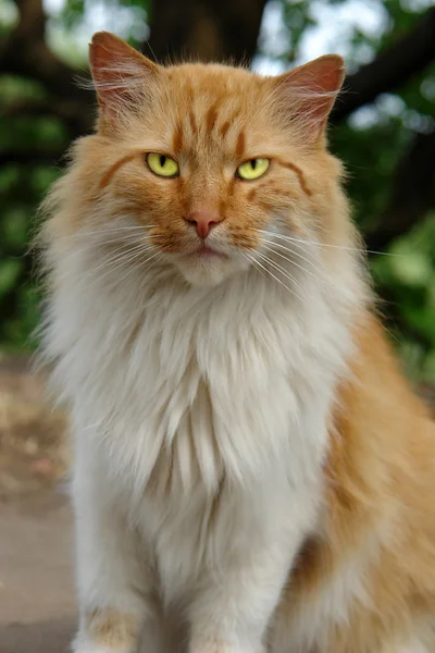 stock image Cat-tiger