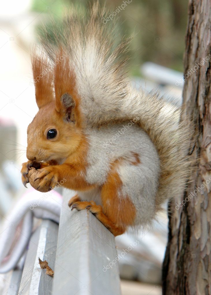 The Squirrel Gnaws A Nut Stock Photo By ©Sergey_Shulgin 1488896