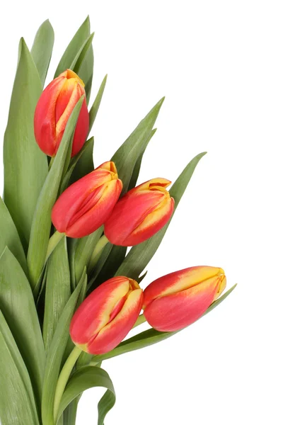 Тюльпани квіти ізольовані — стокове фото