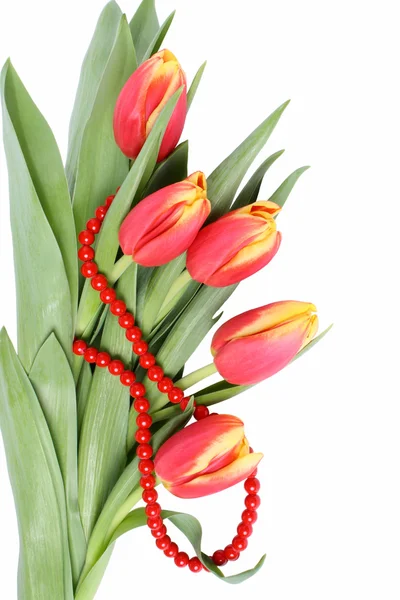 Flores de tulipán aisladas —  Fotos de Stock