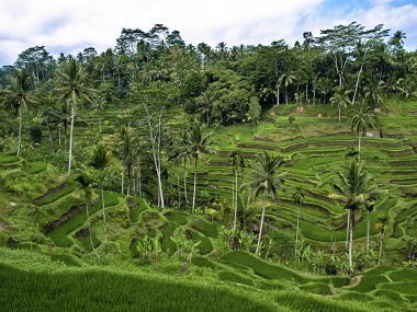 Rice terraces clipart