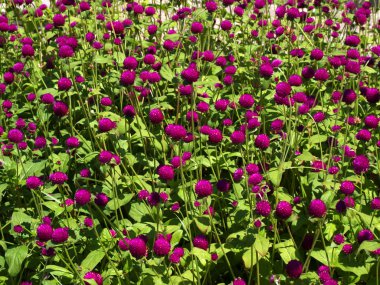 Pink clover flower bed lot in the sunlig clipart