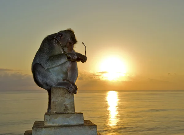 Stock image Monkey and glasses