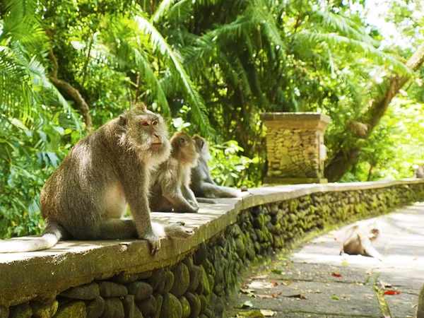猴子森林 — 图库照片