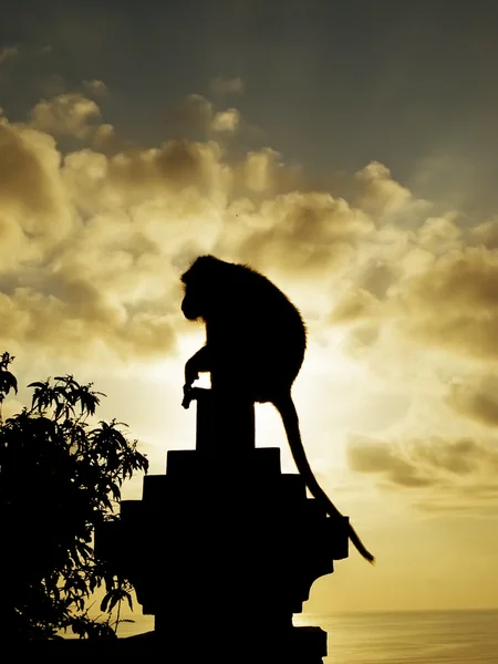Silhouette scimmia — Foto Stock
