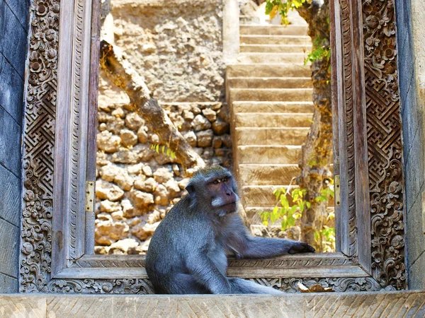 Monkey guard — Stock Photo, Image