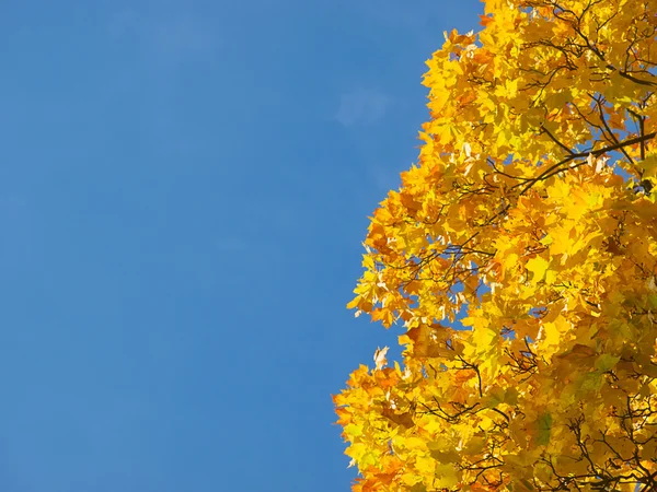 Fall seasonal background — Stock Photo, Image