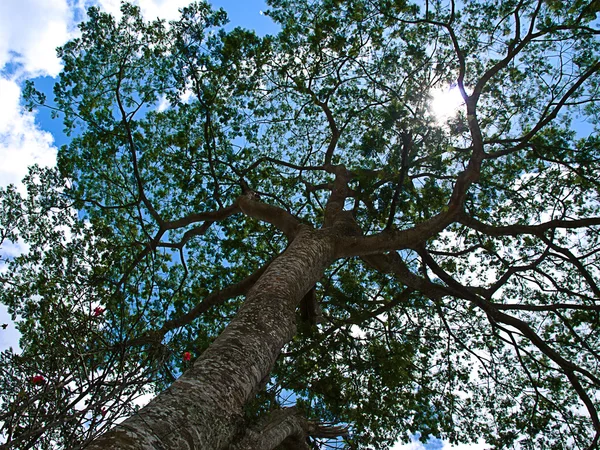 Árvore tropical — Fotografia de Stock