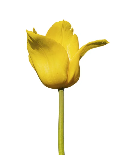 stock image Yellow tulip