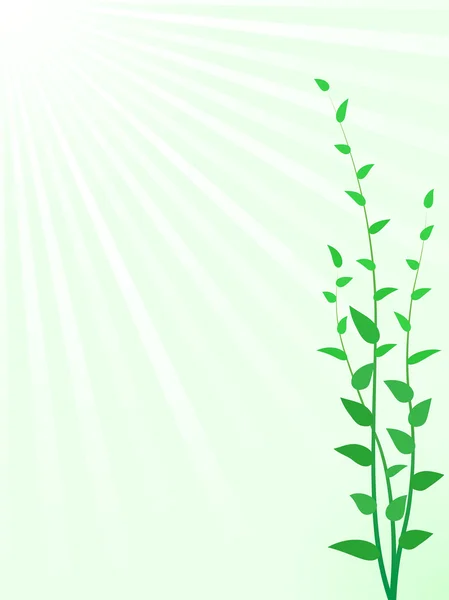 Зеленый цвет капусты — стоковый вектор