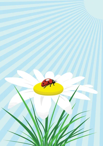 Lady bug on camomile — Stock Vector