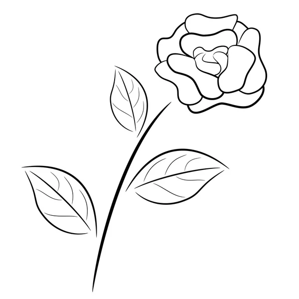 Černá a bílá růže — Stockový vektor