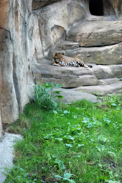 Leopard in de dierentuin moskow — Stockfoto