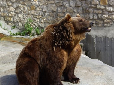 Brown bear in the Moscow zoo clipart