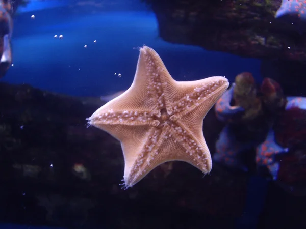 Starfish in the sea — Stock Photo, Image