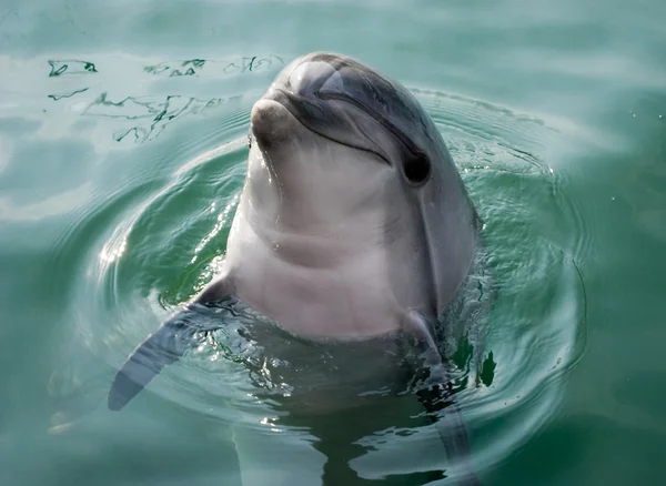 Delfín —  Fotos de Stock