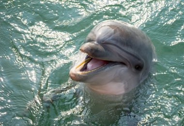 A dolphin laughing clipart